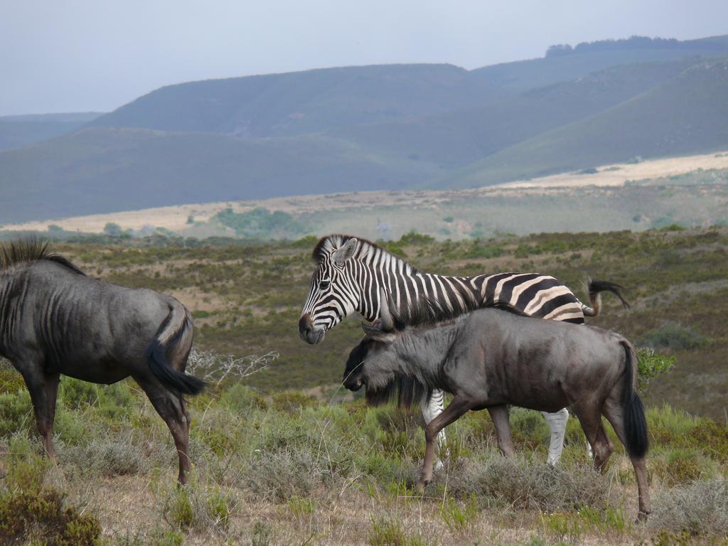 Nyaru Game Lodge Brandwag 外观 照片