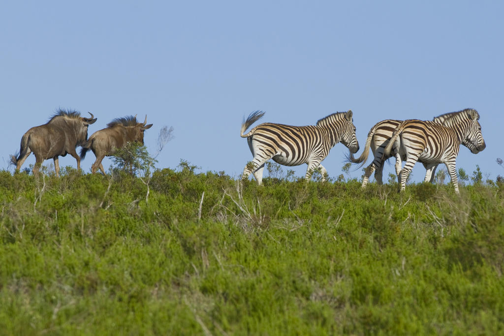Nyaru Game Lodge Brandwag 外观 照片