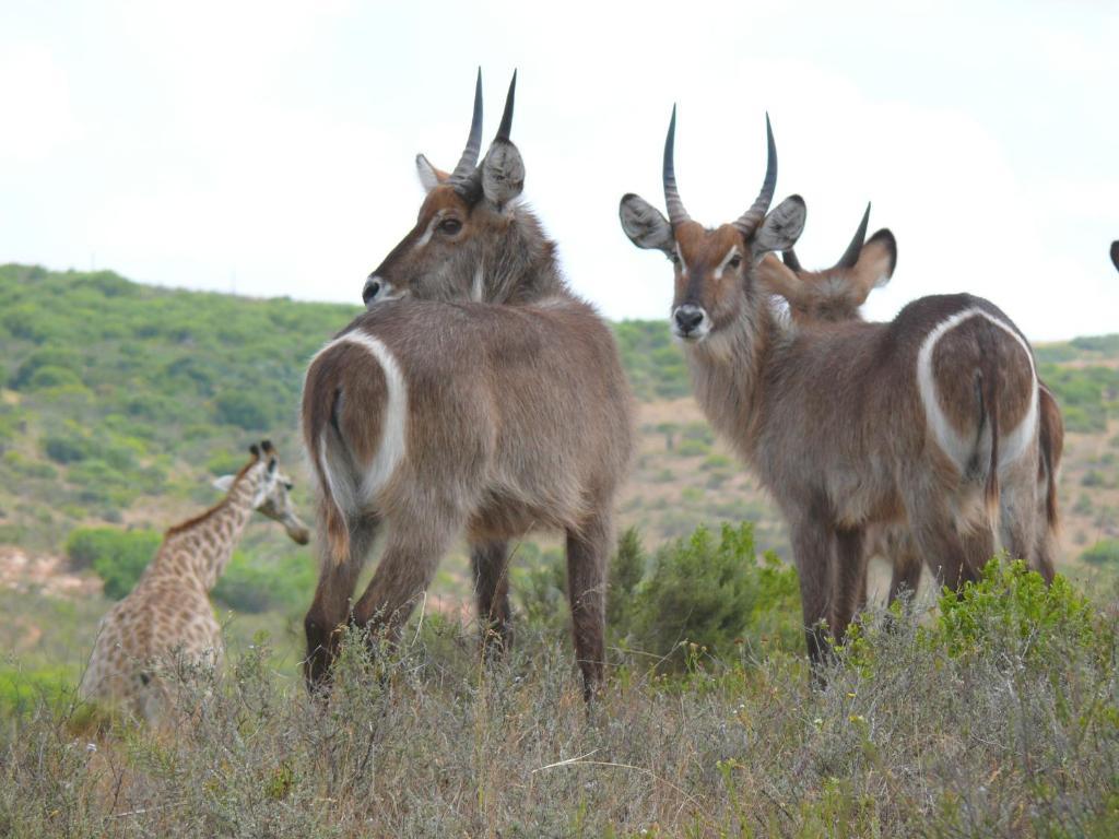 Nyaru Game Lodge Brandwag 外观 照片